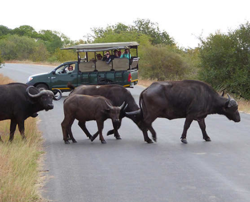 Kruger Game Drive