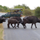 Kruger Game Drive