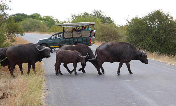 Kruger Game Drive