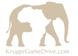 Kruger Game Drive